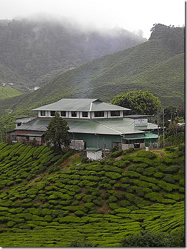 Cameron Valley Bharat Tea Estate