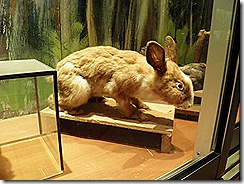2011 - Year Of The Stuffed Rabbit.