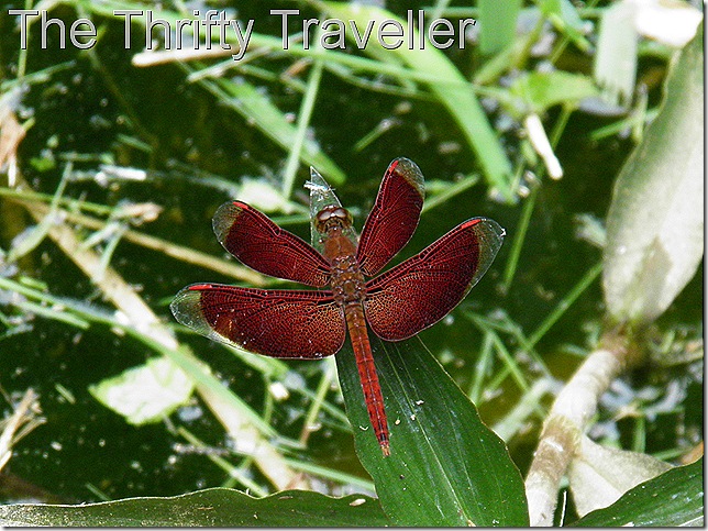 Unusual dragonfly at Templer Park.
