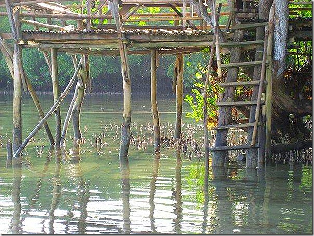 Payag over mangrove trees