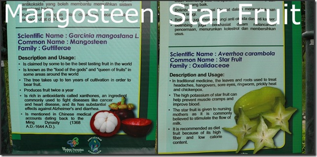Star Fruit can cure hangovers? Now they tell me!