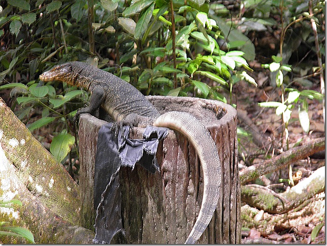 Lizard looking for leftovers