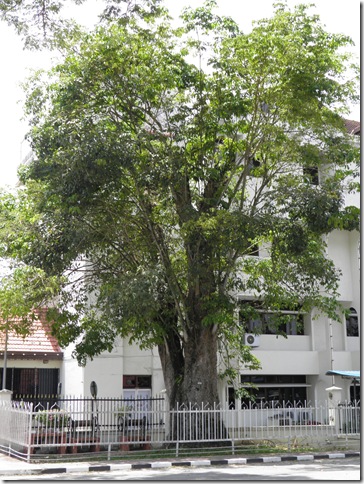 First rubber tree in Malaya.
