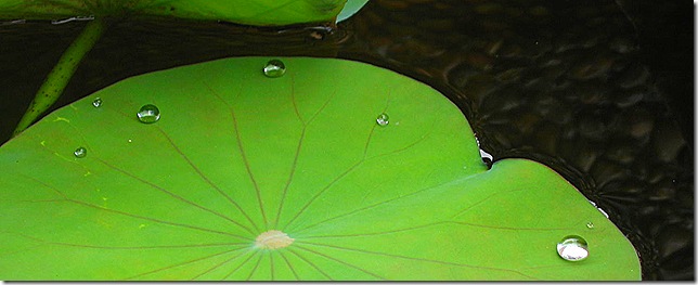 Lotus Leaf