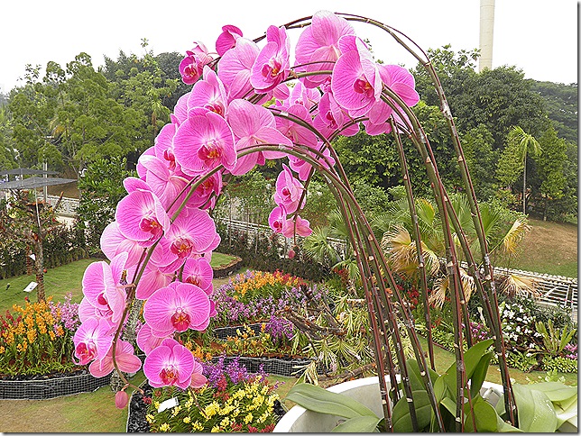 Orchid display at Floria 2013.