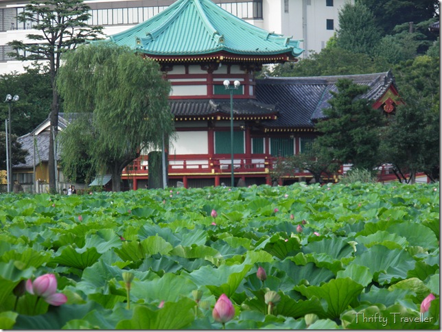 Lotus Pond at Ueno Park