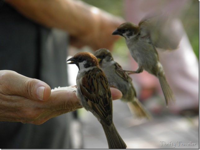 Bird Feeding at Ueno Park