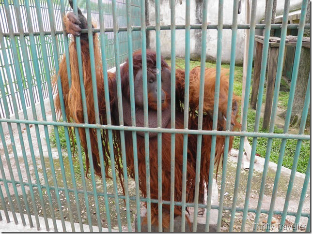 Orangutan cage at Bukittinggi Zoo