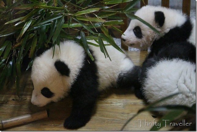 Adorable panda cubs at the Sunshine Nursery House