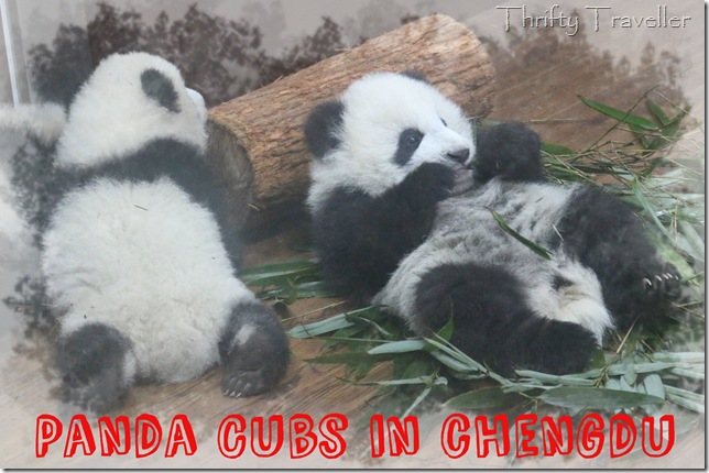 Relaxing panda cubs at Chengdu Research Base