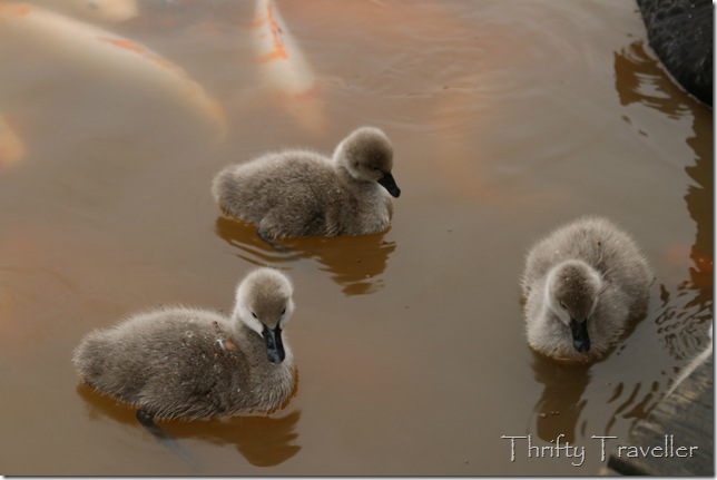 baby swans
