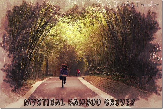 Bamboo shrouded paths at Chengdu Giant Panda Research Base
