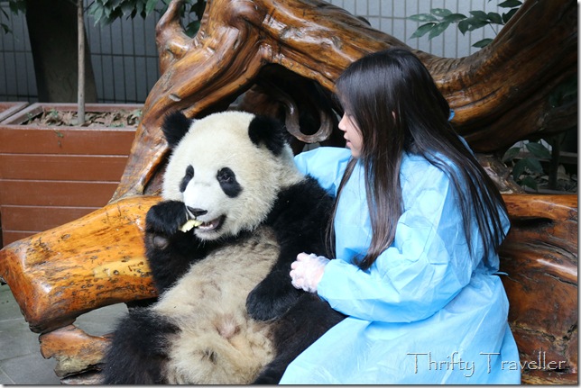 Panda Cuddling at Chengdu Panda Research Base