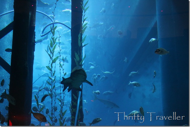 Viewing Panel, Dubai Aquarium, Dubai Mall