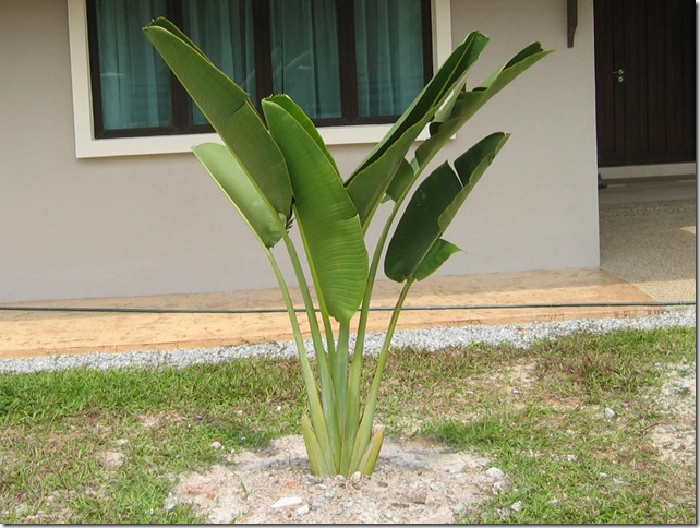 My traveller's palm sapling in 2009