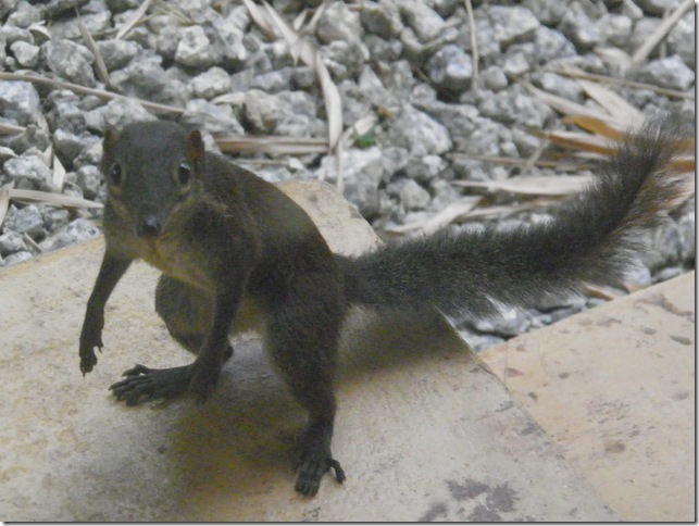 Malaysian Squirrel
