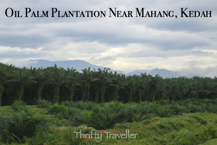 OilPalmPlantation Near Mahang Kedah