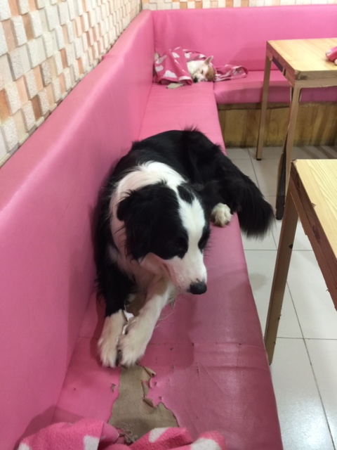 One of the dogs at a Dog Cafe in Seoul.