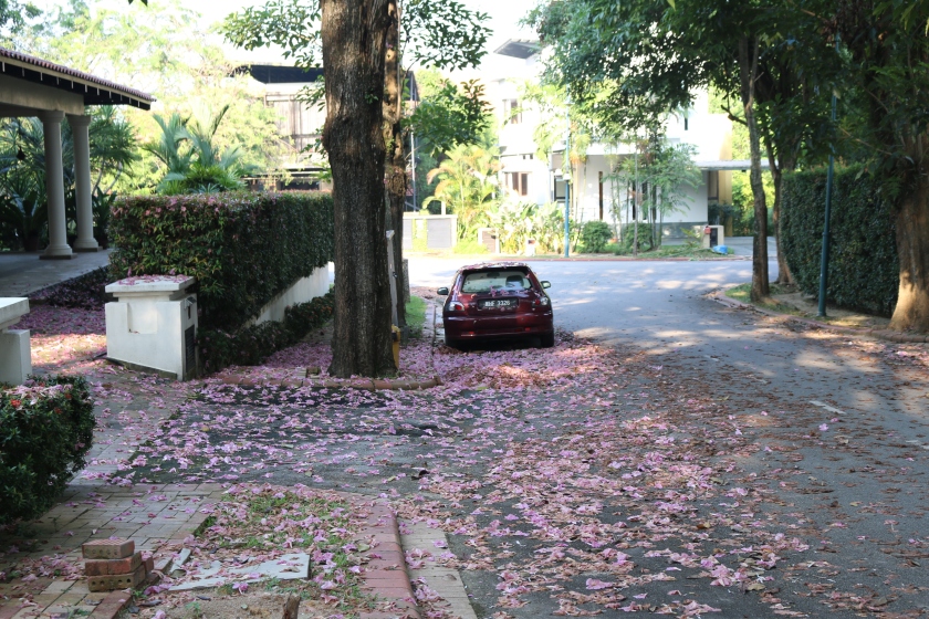 Blooms of the Tabebuia Rosea tree in Malaysia