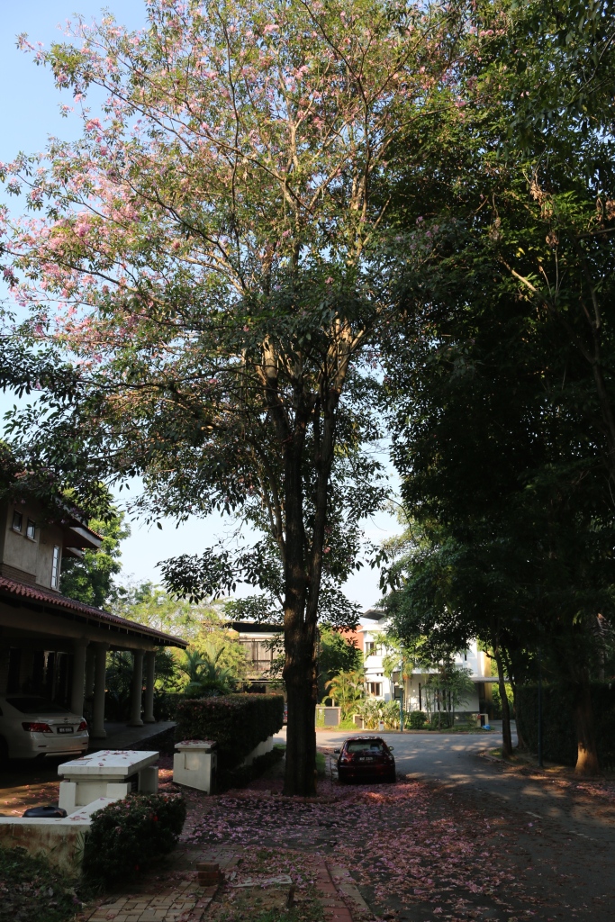 Rosy Trumpet Tree, near Kuala Lumpur