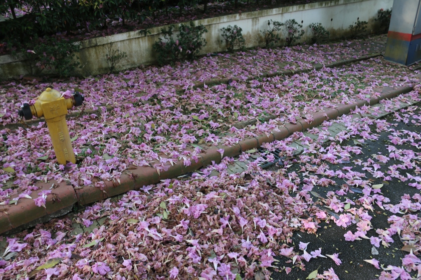 Fallen blooms of the Pink Poui Tree