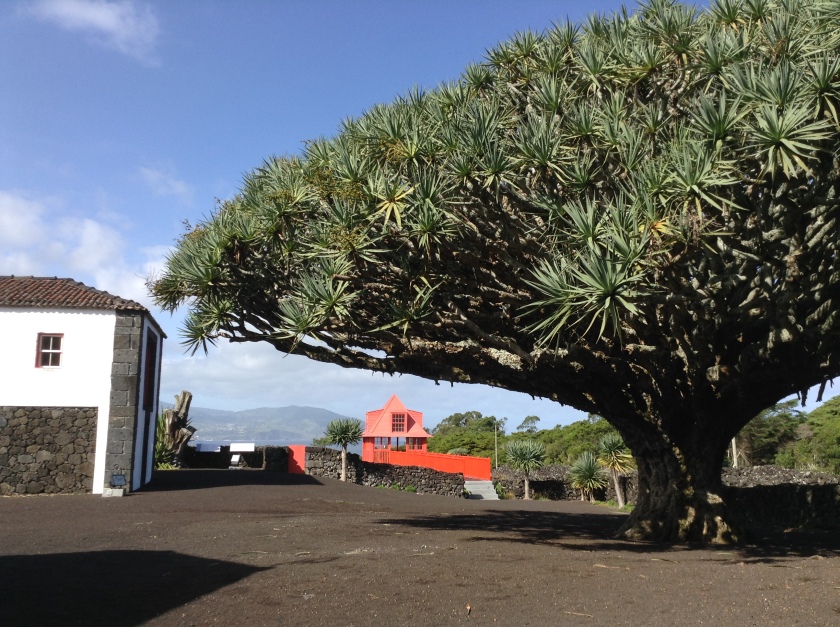 Dragon Tree at the Wine Museum on Pico Island.
