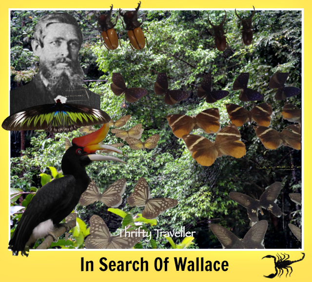 In-Search-Of-Wallace