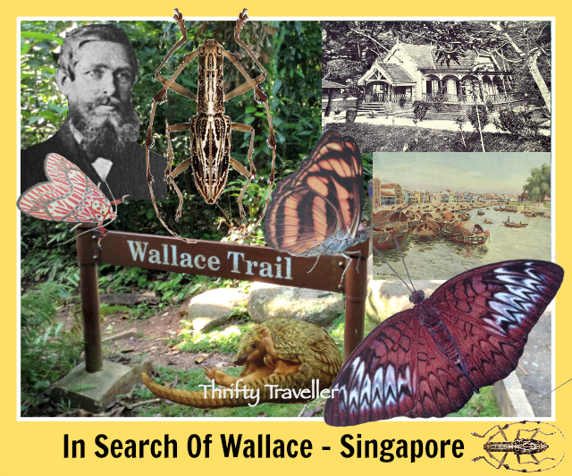 In-Search-Of-Wallace-Singapore