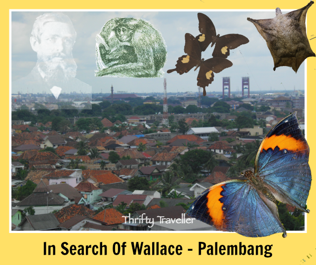 In-Search-Of-Wallace-Palembang