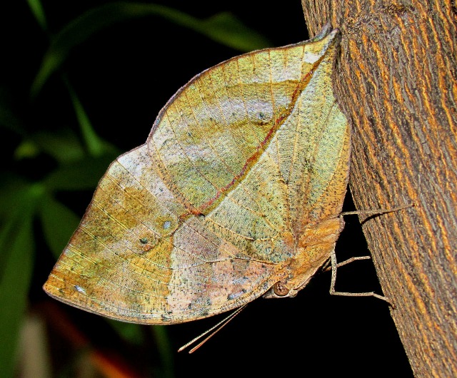 Leaf Butterfly
