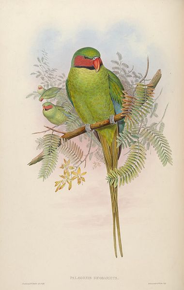 long- tailed parroquet