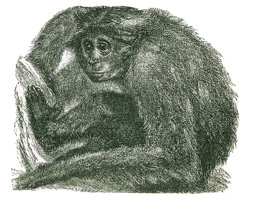 The Siamang. Engraving from J G Wood's Illustrated Natural History (c 1850).