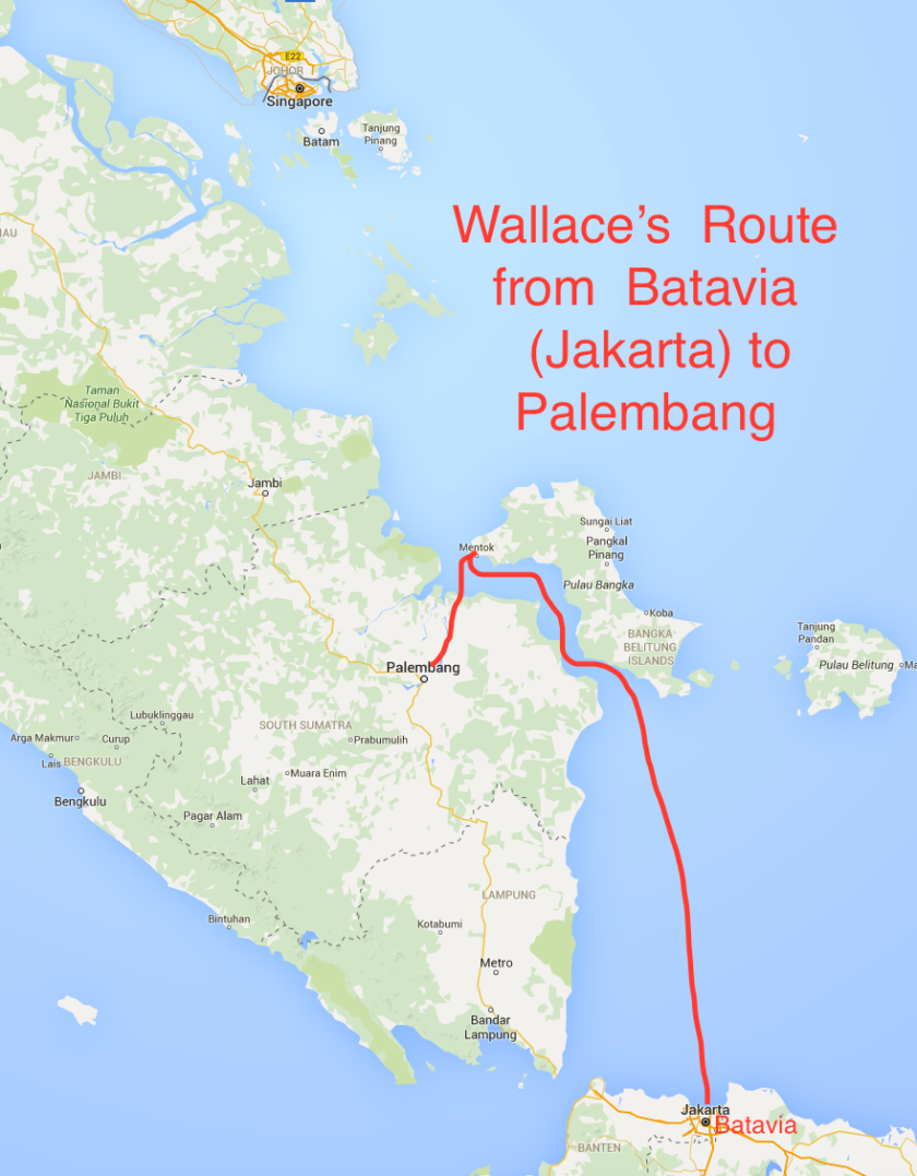 Wallace's Route from Batavia to Palembang
