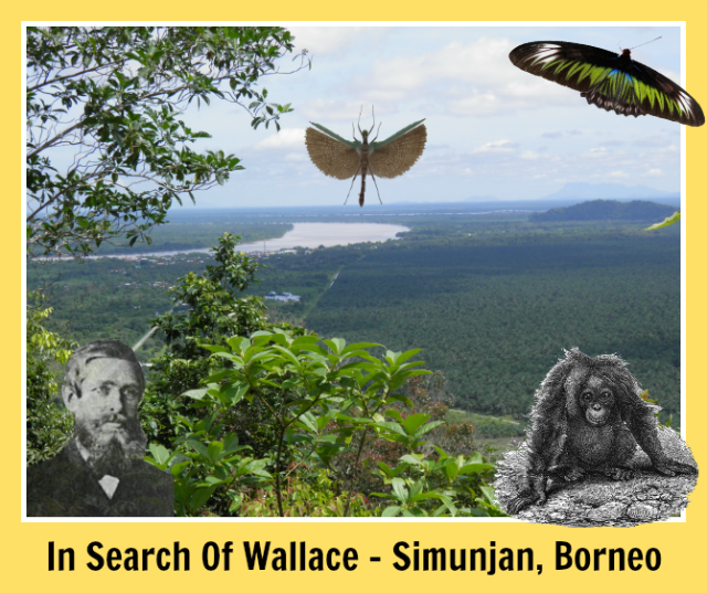 In-Search-Of-Wallace-Simunjan